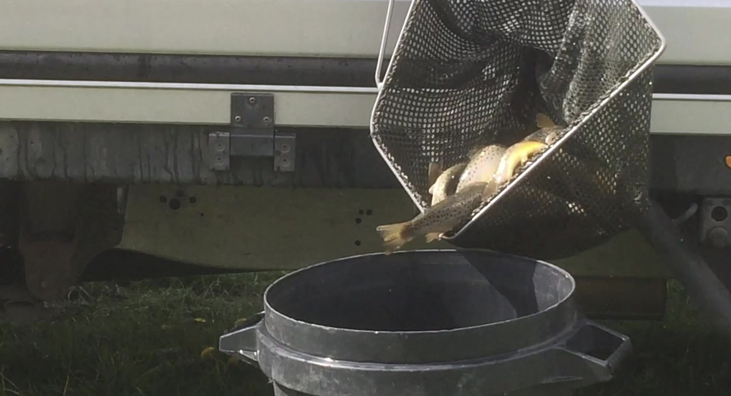 Trout arriving from the fish farm